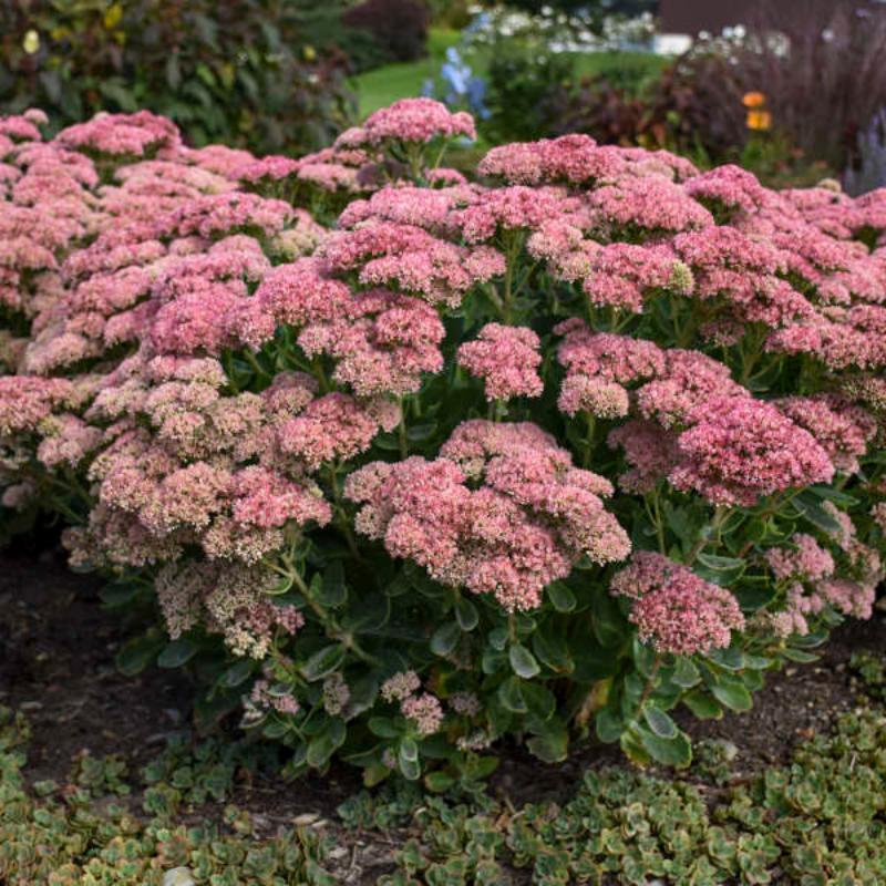 Autumn Joy Sedum Main Image